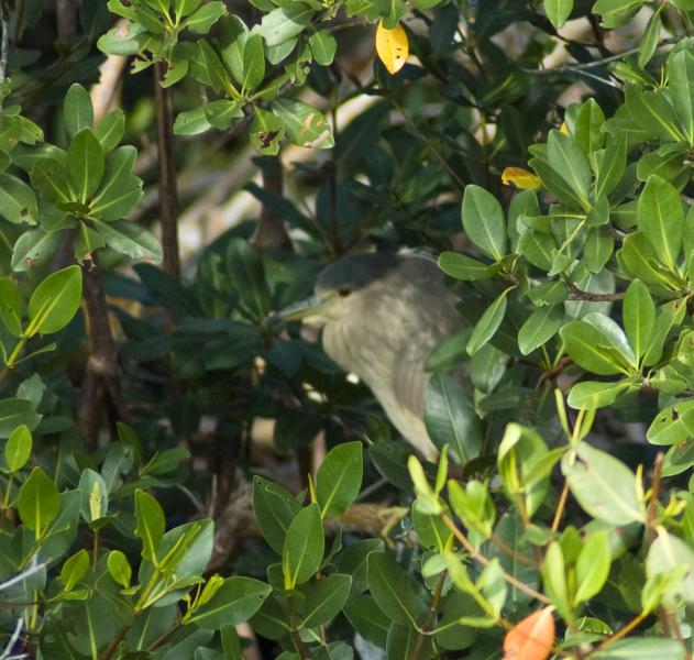 DSC_0753.jpg - Black crowned night heron