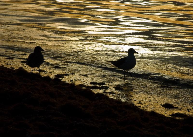 DSC_0801.jpg - Sunrise gulls