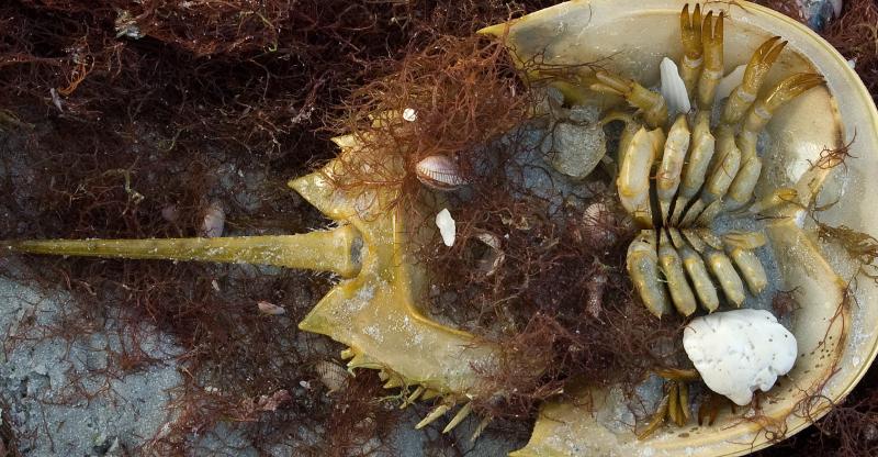 DSC_0828.jpg - Horseshoe crab