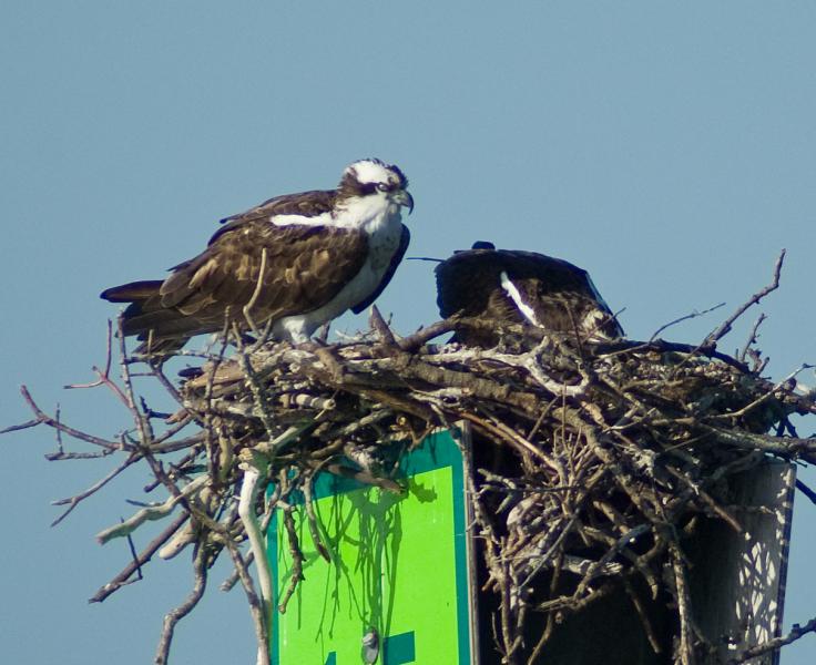 DSC_0870.jpg - Nesting Osprey