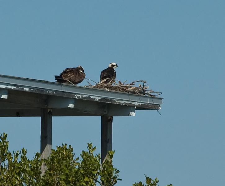 DSC_0955.jpg - Osprey everywhere!