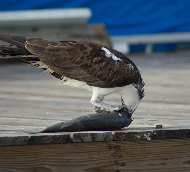 DSC_1029.jpg - Osprey lunch (on the way out from N. Captiva)