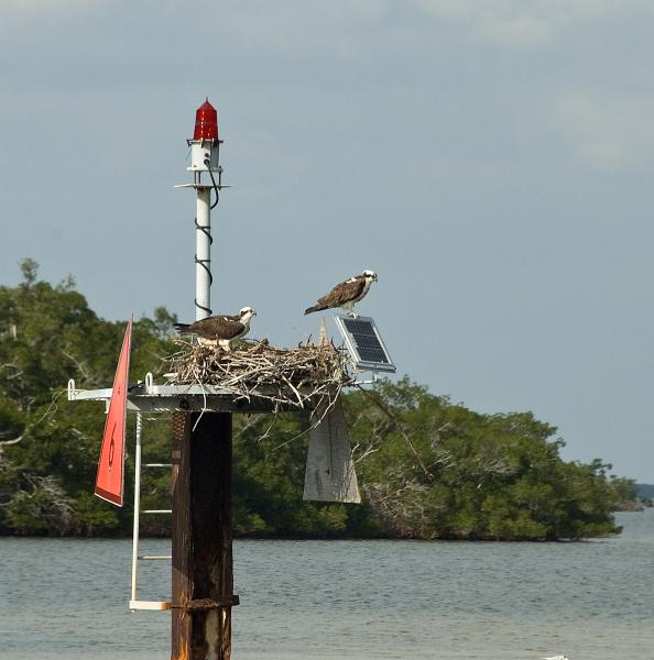 DSC_1050.jpg - More nesting Osprey