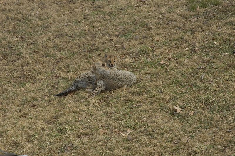 Baby cheetahs -- you know, that camo pattern really works!