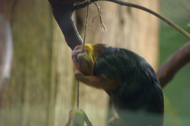 Golden-Headed Lion Tamarin