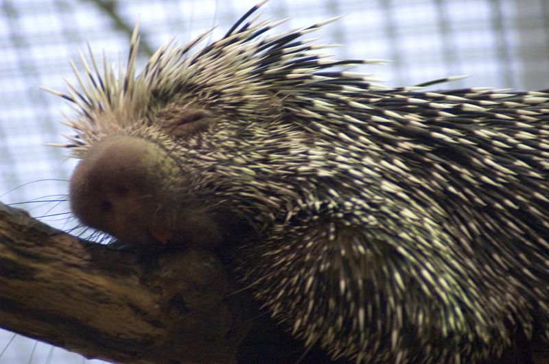 Prehensile-tailed Porcupine