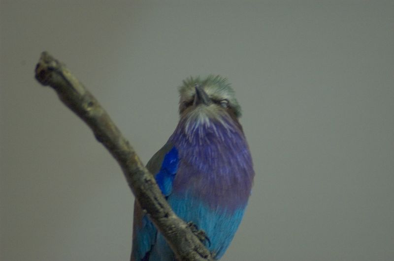 Lilac-breasted Roller