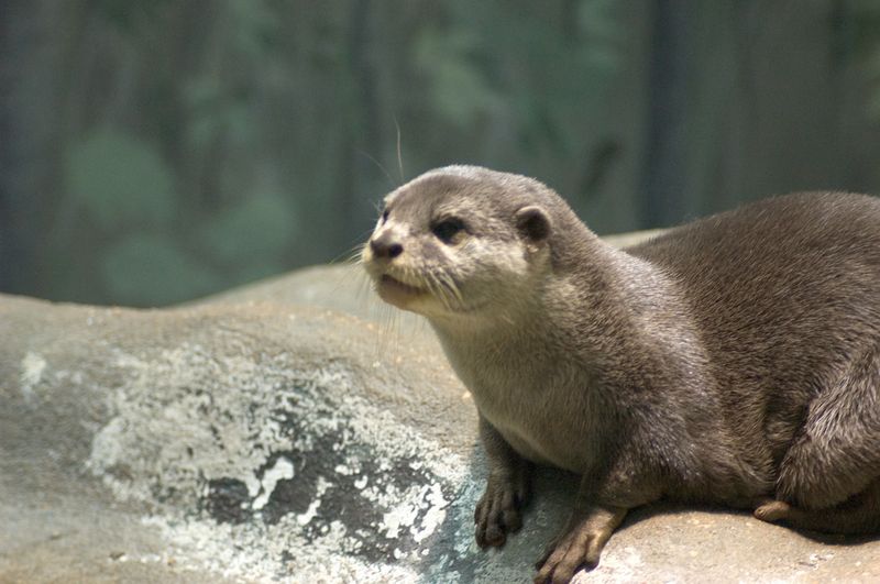 Asian Small-clawed Otter