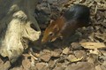 Black and Rufous Giant Elephant-shrews (not shrews at all but related to aardvarks, manatees(!) and, of course, elephants)