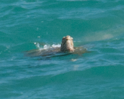 034_DSC1558.jpg - Arrival and around The Point at Poipu