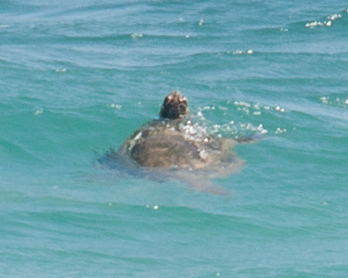 035_DSC1562.jpg - Arrival and around The Point at Poipu