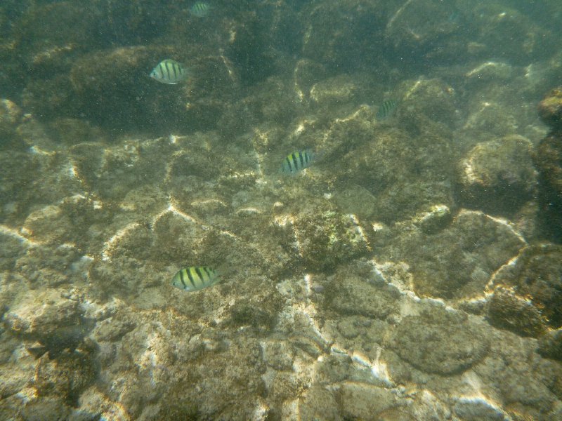 068P1000070.jpg - Poipu Beach, Sergeantmajor Fish