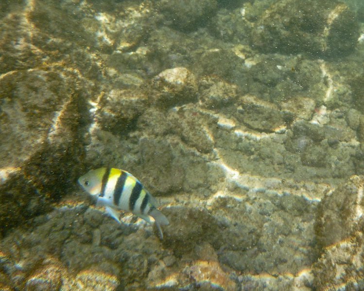 069P1000071.jpg - Poipu Beach, Sergeantmajor Fish