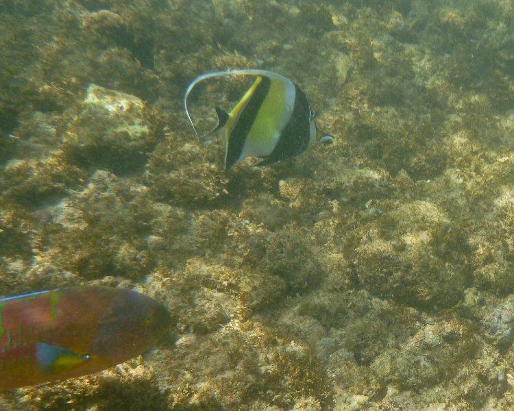 070P1000073.jpg - Poipu Beach, Moorish Idol, Christmas Wrasse