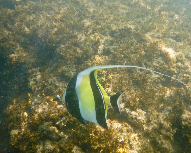 072P1000076.jpg - Poipu Beach, Moorish Idol