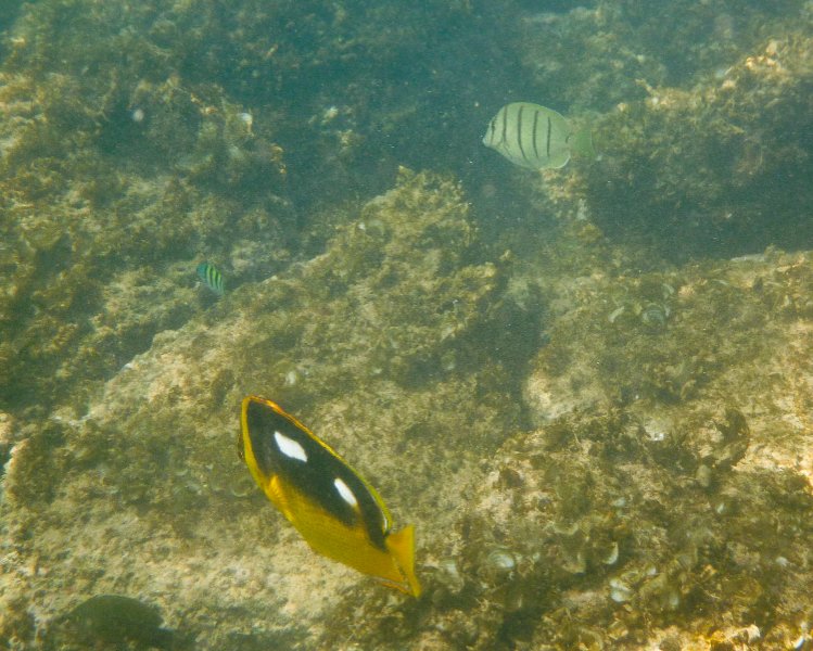 074P1000082.jpg - Poipu Beach, Fourspot Butterflyfish