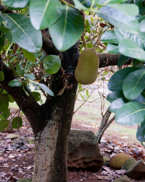 183_DSC1820.jpg - Na 'Aina Kai Botanical Garden tour, Kilauea, Kauai