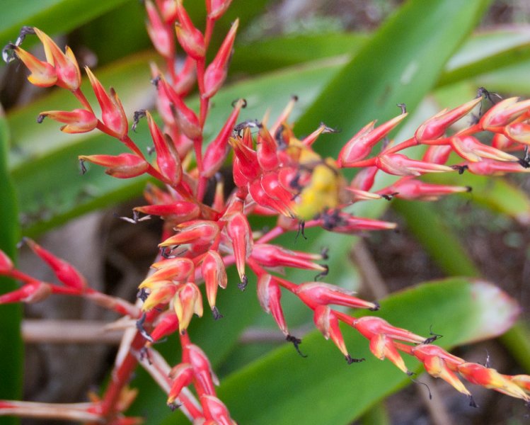 186_DSC1823.jpg - Na 'Aina Kai Botanical Garden tour, Kilauea, Kauai