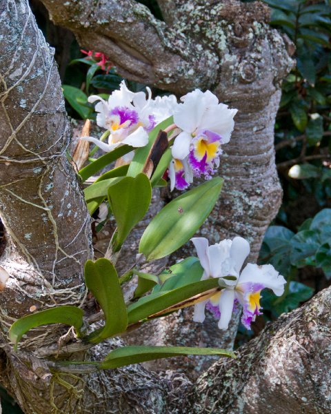 194_DSC1842.jpg - Na 'Aina Kai Botanical Garden tour, Kilauea, Kauai