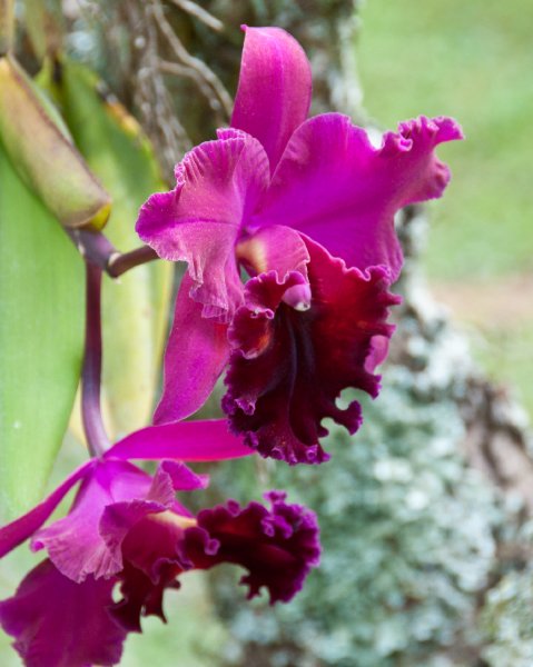 200_DSC1850.jpg - Na 'Aina Kai Botanical Garden tour, Kilauea, Kauai