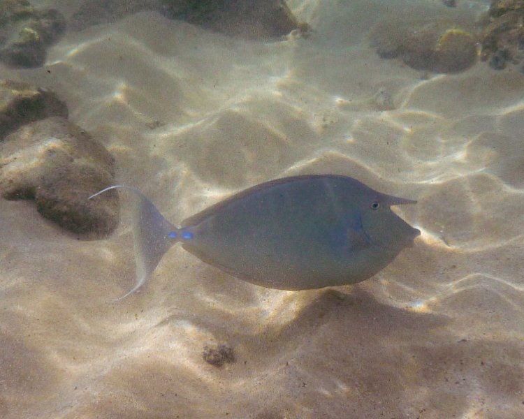 207P1000169.jpg - Poipu Beach, Bluespine Unicornfish