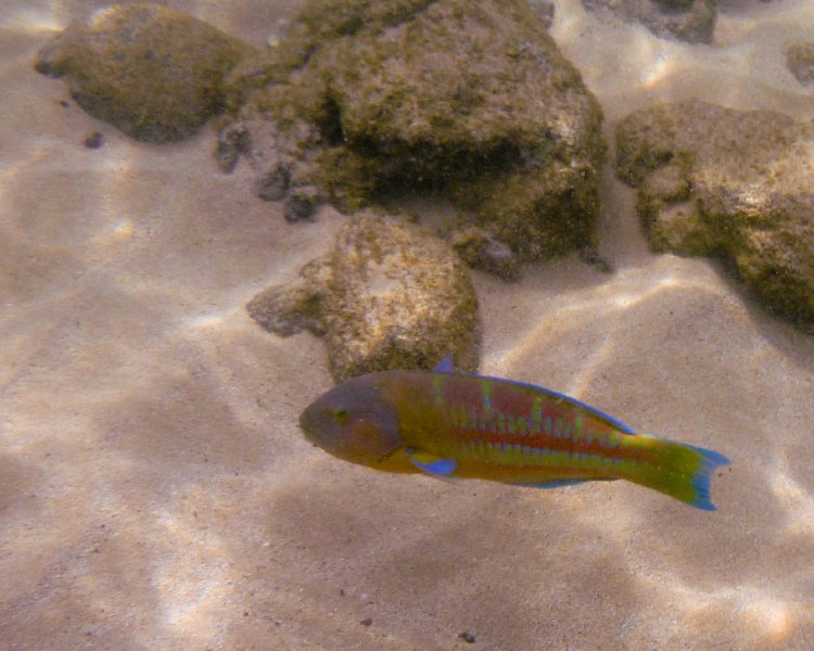 208P1000170.jpg - Poipu Beach, Parrotfish