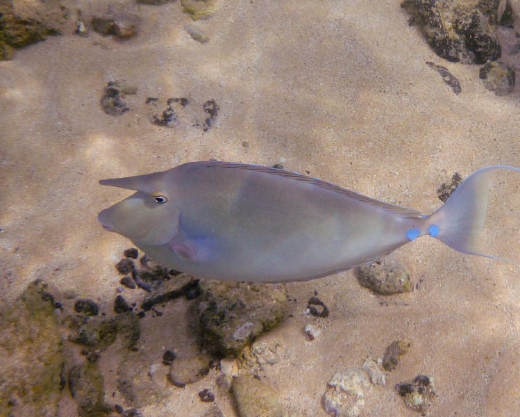 209P1000172.jpg - Poipu Beach, Bluespine Unicornfish