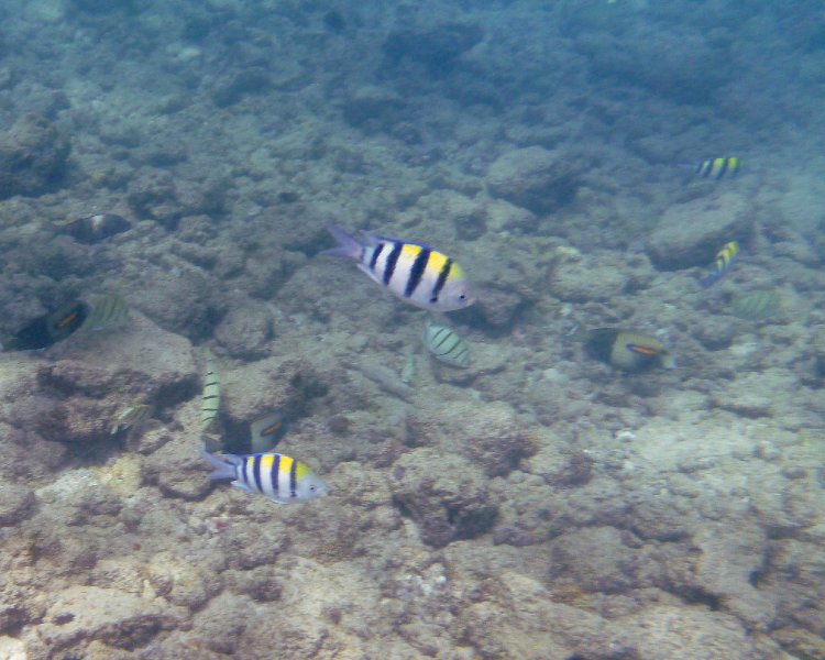 211P1000181.jpg - Poipu Beach, Sergeant Major, Convict Tang, Orangebar Surgeonfish