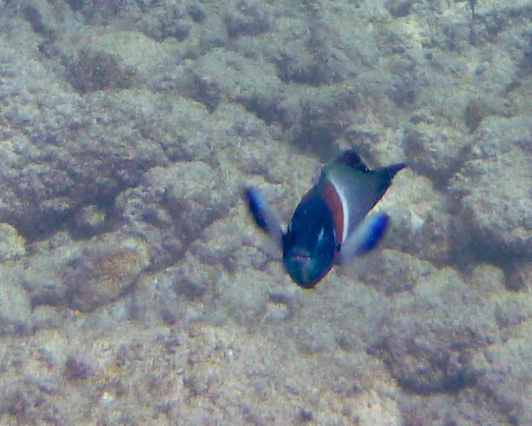 212P1000183.jpg - Poipu Beach, Saddle Wrasse