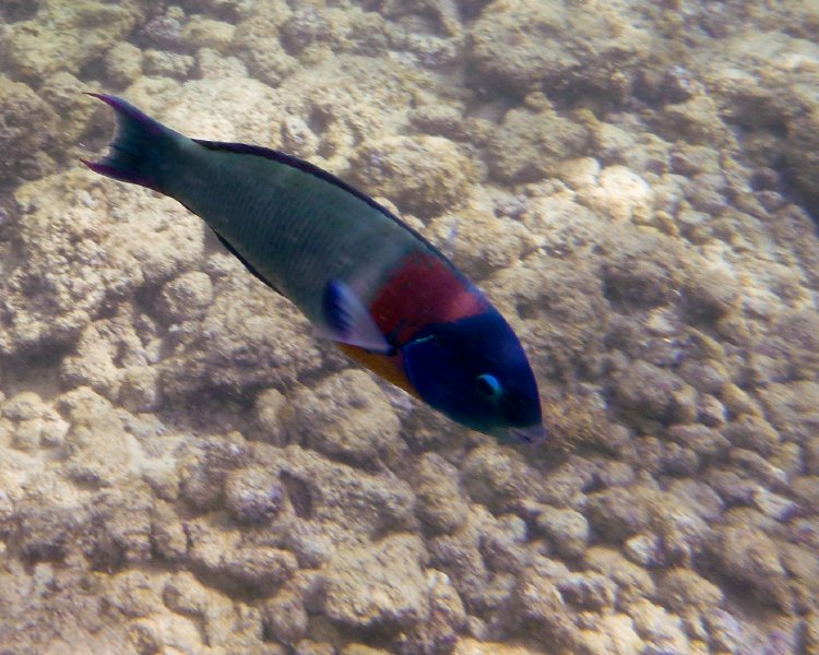 213P1000184.jpg - Poipu Beach, Saddle Wrasse