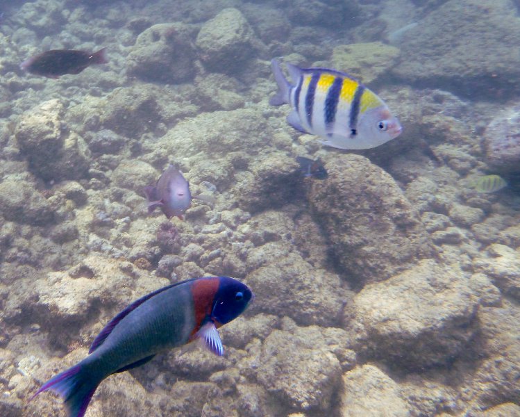 214P1000185.jpg - Poipu Beach, Saddle Wrasse, Sergeant Major