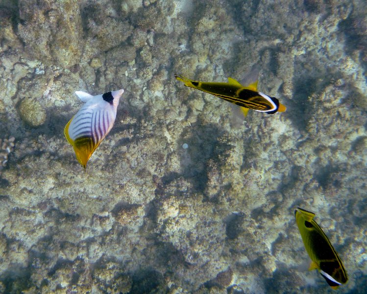 216P1000198.jpg - Poipu Beach, Threadfin Butterflyfish, Raccoon Butterflyfish