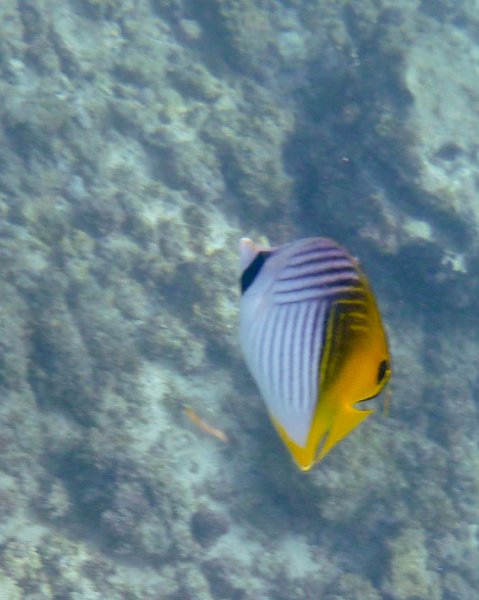 217P1000199.jpg - Poipu Beach, Threadfin Butterflyfish