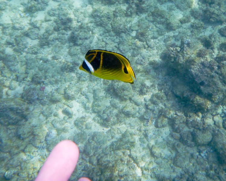 218P1000201.jpg - Poipu Beach, Raccoon Butterflyfish