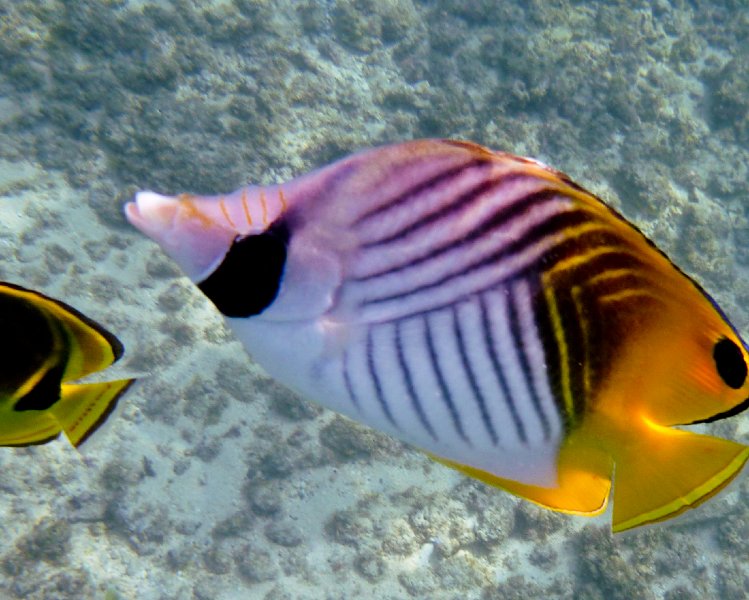 219P1000202.jpg - Poipu Beach, Threadfin Butterflyfish