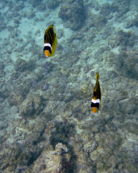 220P1000204.jpg - Poipu Beach, Raccoon Butterflyfish