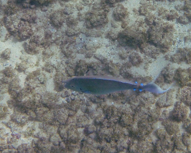 221P1000205.jpg - Poipu Beach, Bluespine Unicornfish