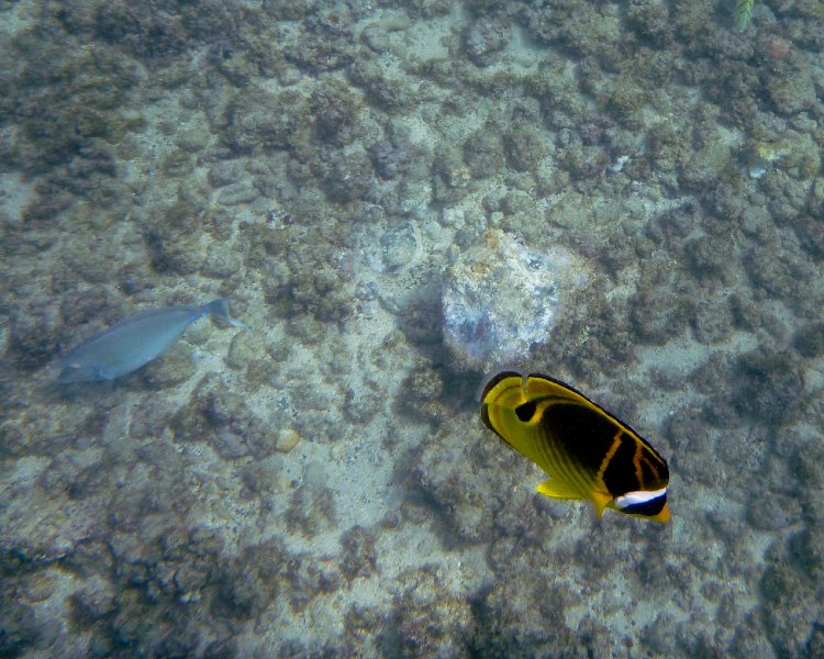 222P1000206.jpg - Poipu Beach, Raccoon Butterflyfish