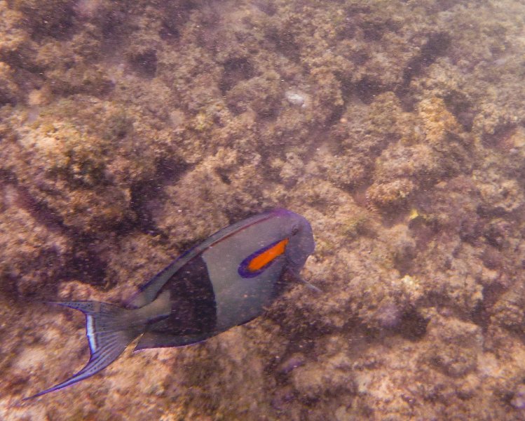 227P1000212.jpg - Poipu Beach, Orangebar Surgeonfish