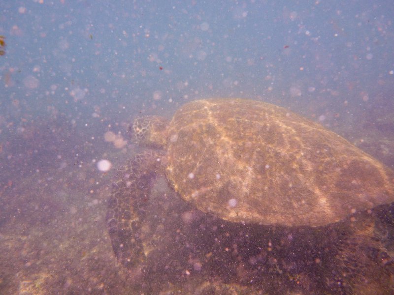 228P1000218.jpg - Poipu Beach, Green Sea Turtle