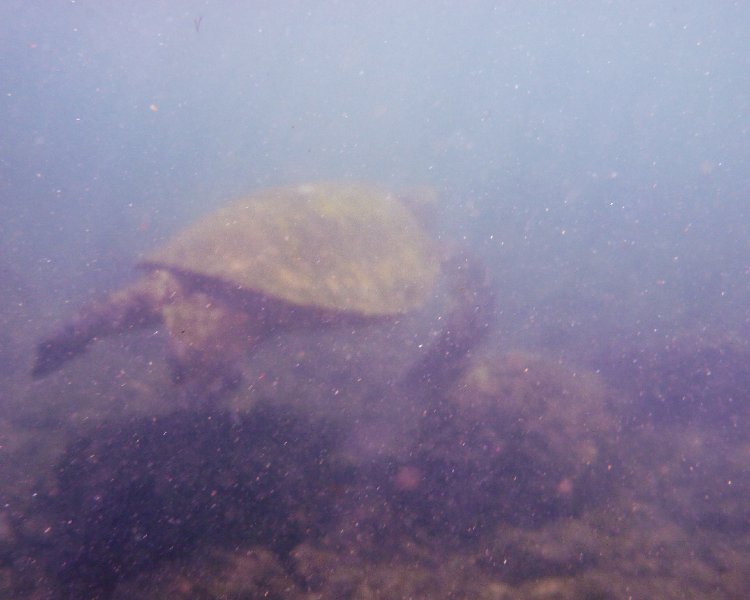 230P1000223.jpg - Poipu Beach, Green Sea Turtle