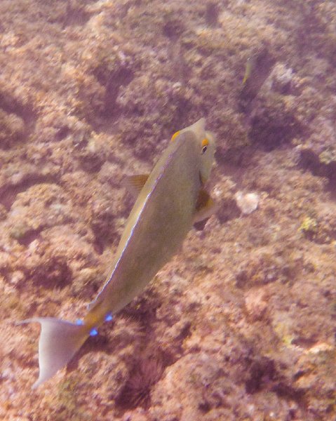 231P1000224.jpg - Poipu Beach, Bluespine Unicornfish