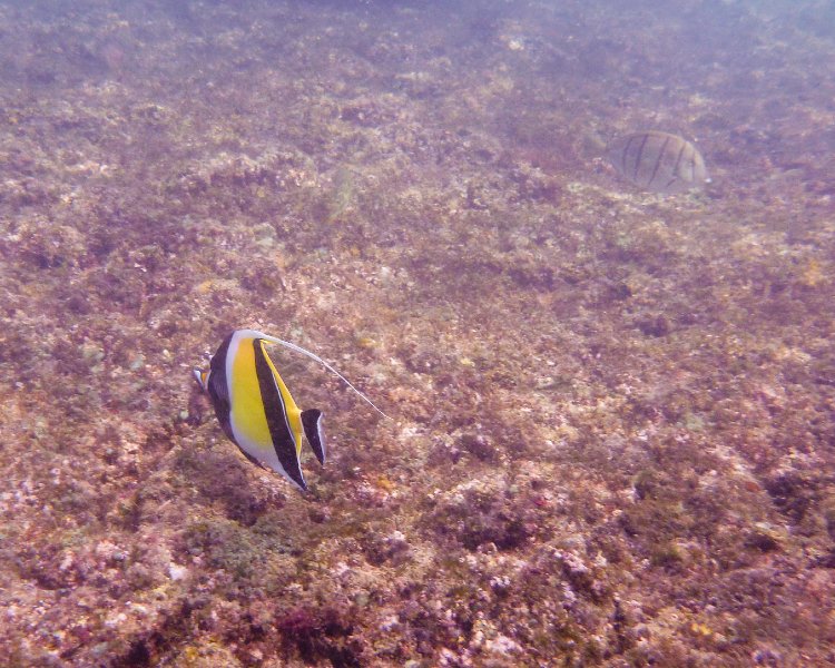 232P1000232.jpg - Poipu Beach, Moorish Idol