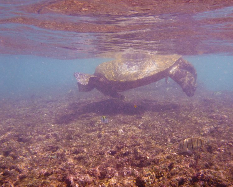 233P1000234.jpg - Poipu Beach, Green Sea Turtle