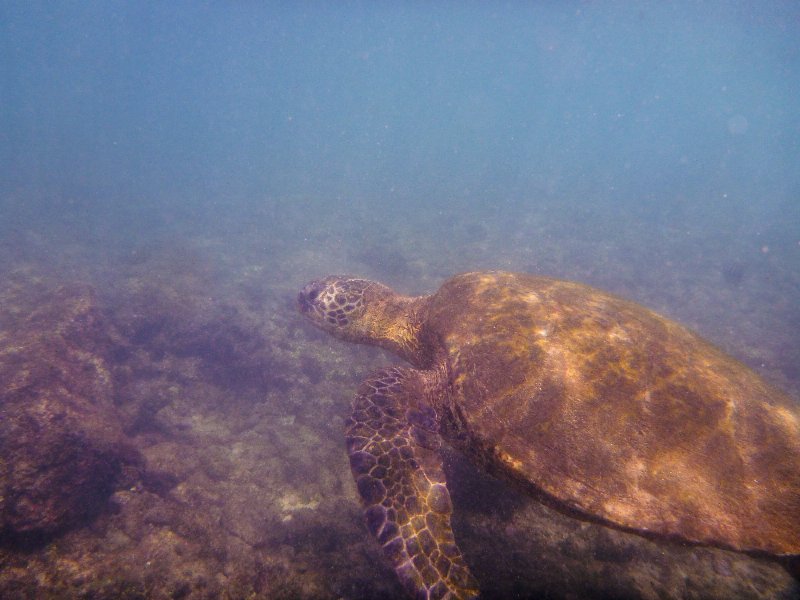 234P1000237.jpg - Poipu Beach, Green Sea Turtle