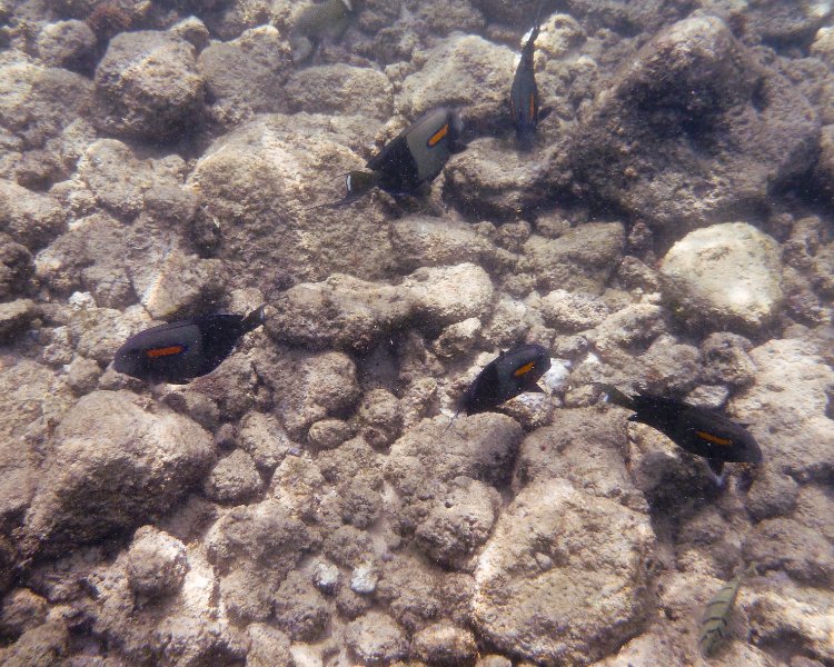 240P1000262.jpg - Poipu Beach, Orangebar Surgeonfish