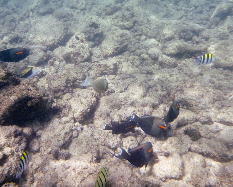 241P1000265.jpg - Poipu Beach, Orangebar Surgeonfish, Reef Triggerfish (Humuhumunukunukuapua'a), Sergeant Major