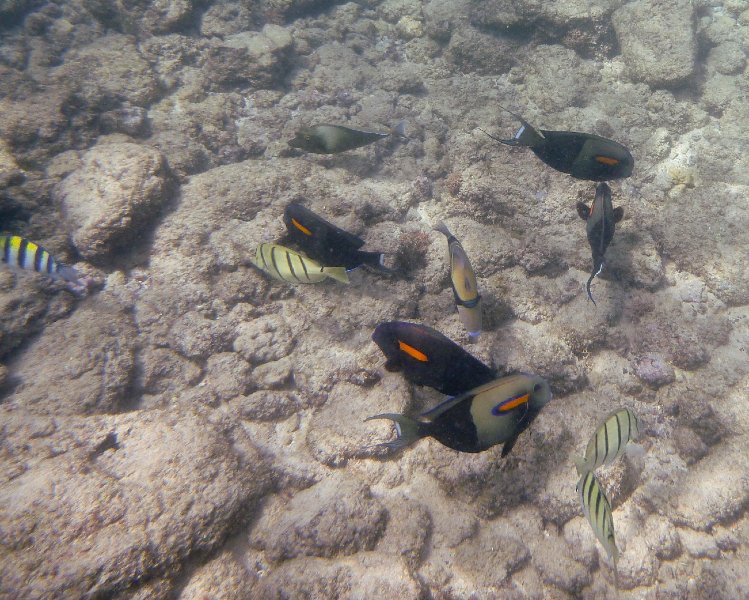 242P1000266.jpg - Poipu Beach, Orangebar Surgeonfish, Reef Triggerfish (Humuhumunukunukuapua'a), Convict Tang