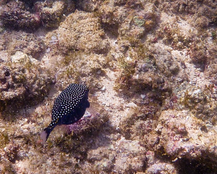 248P1000282.jpg - Poipu Beach, Pufferfish