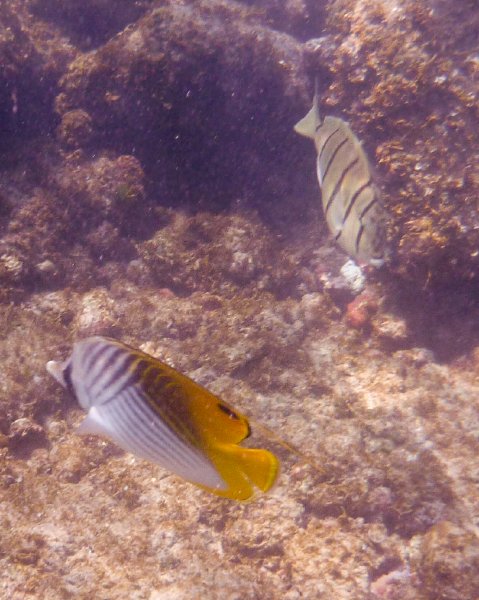 249P1000294.jpg - Poipu Beach, Threadfin Butterflyfish